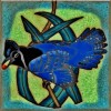 Stellar Jay